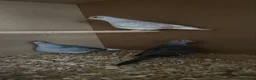 Mixed Breed birds for sale: Aviary Birds - Advert 3