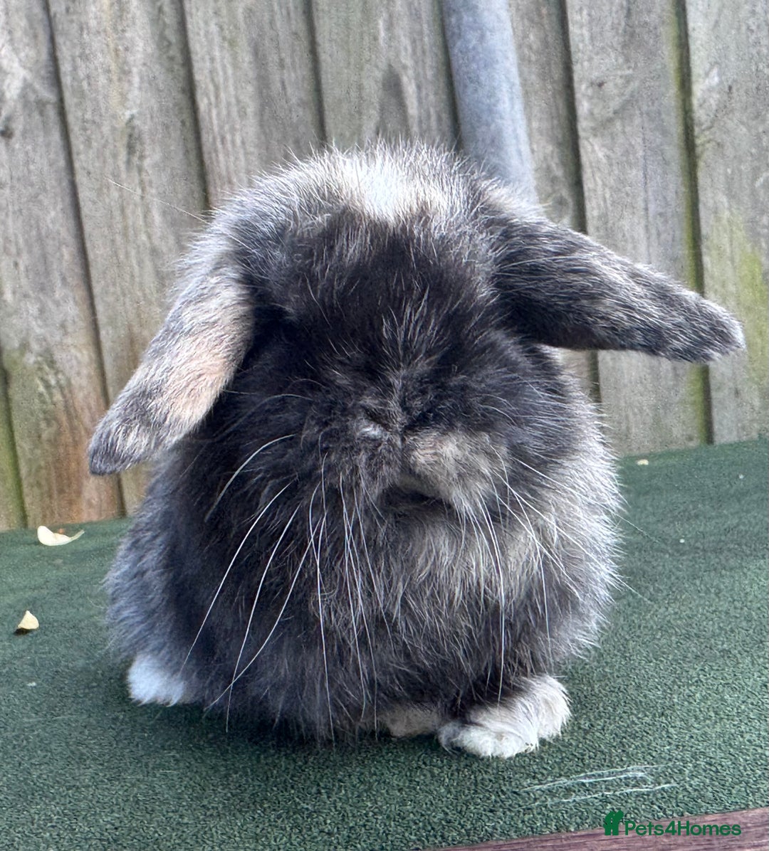 Mini Lop rabbits for sale: TOP QUALITY baby mini lops - Image 13