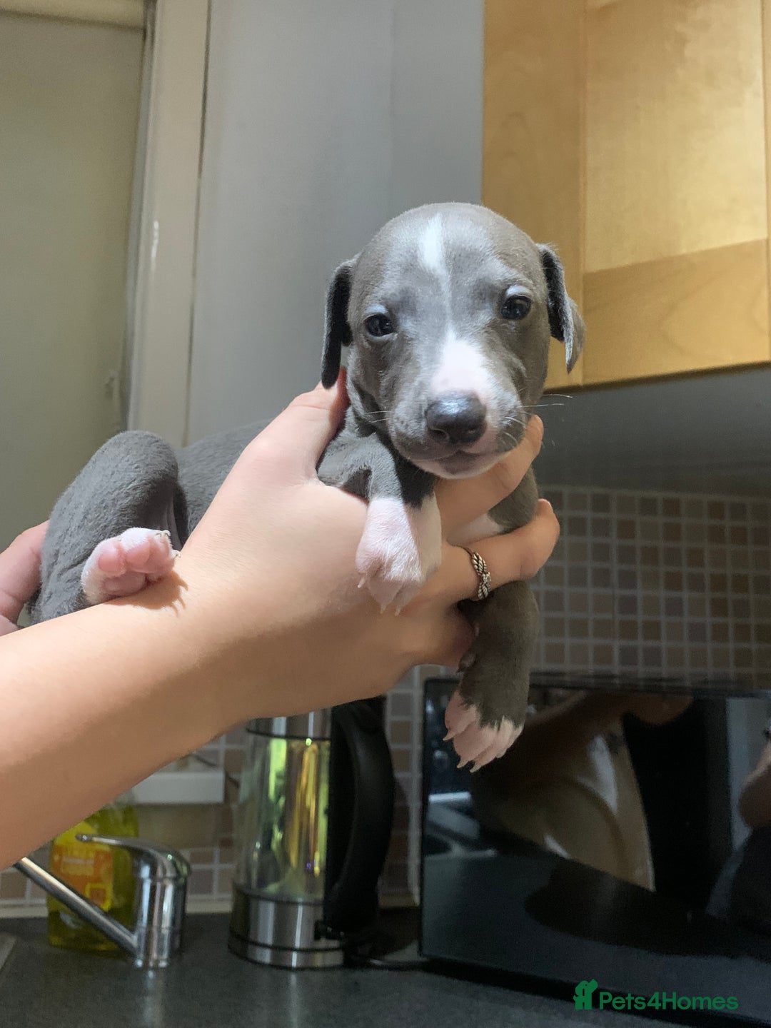 Whippet dogs for sale: Blue Kennel Club Registered Whippet puppies  - Advert 14