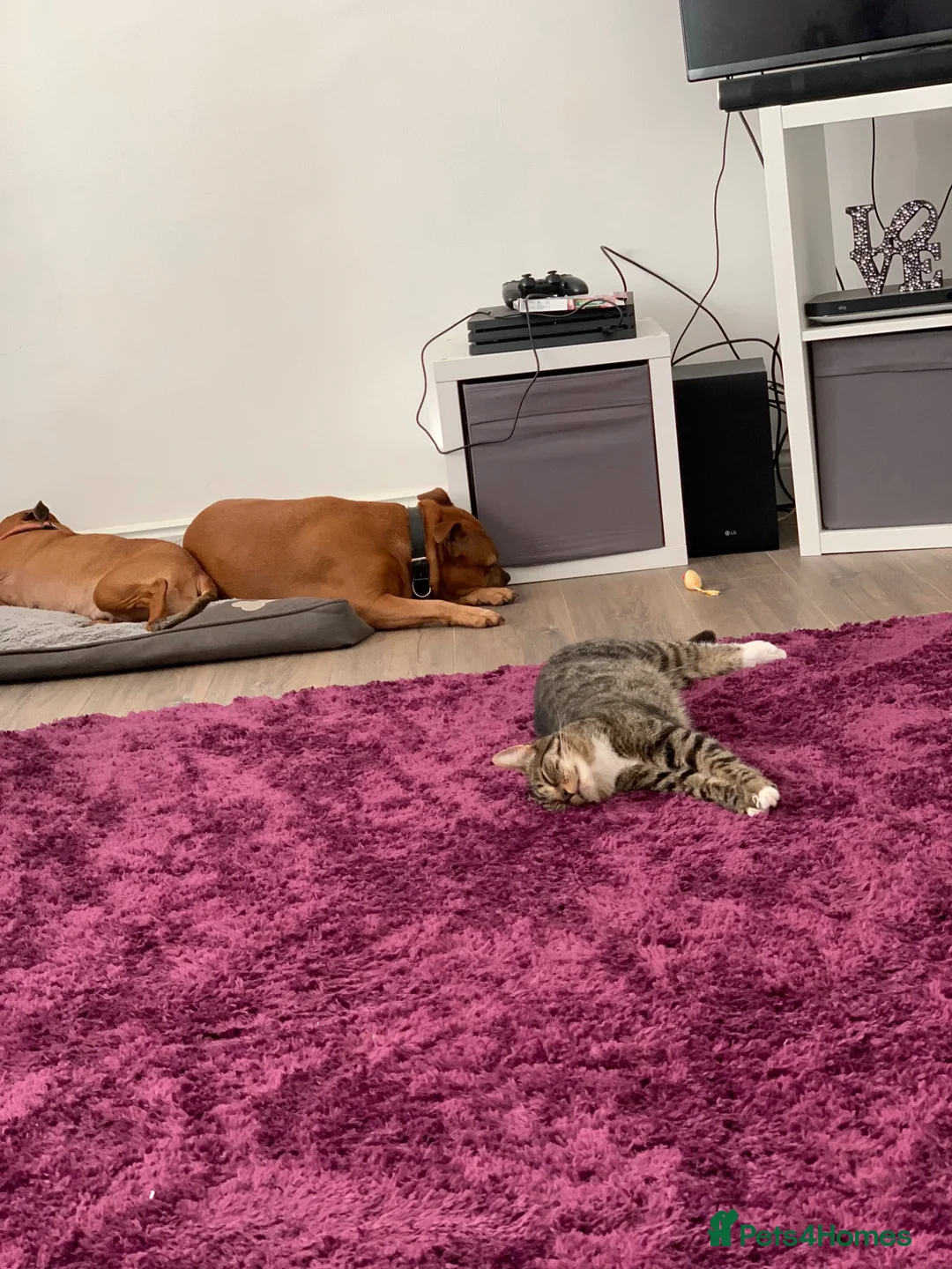 Mixed Breed cats for sale: Maddie - Advert 6