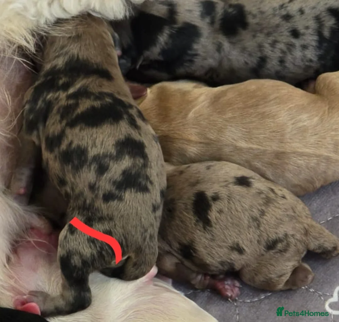 Cockapoo dogs for stud: Buddy - F2b Merle Cockapoo REPEATEDLY PROVEN  Stud in Manchester - Advert 6