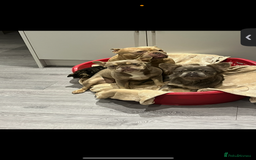 French Bulldog dogs for sale: 💗deliah💗 - Image 4