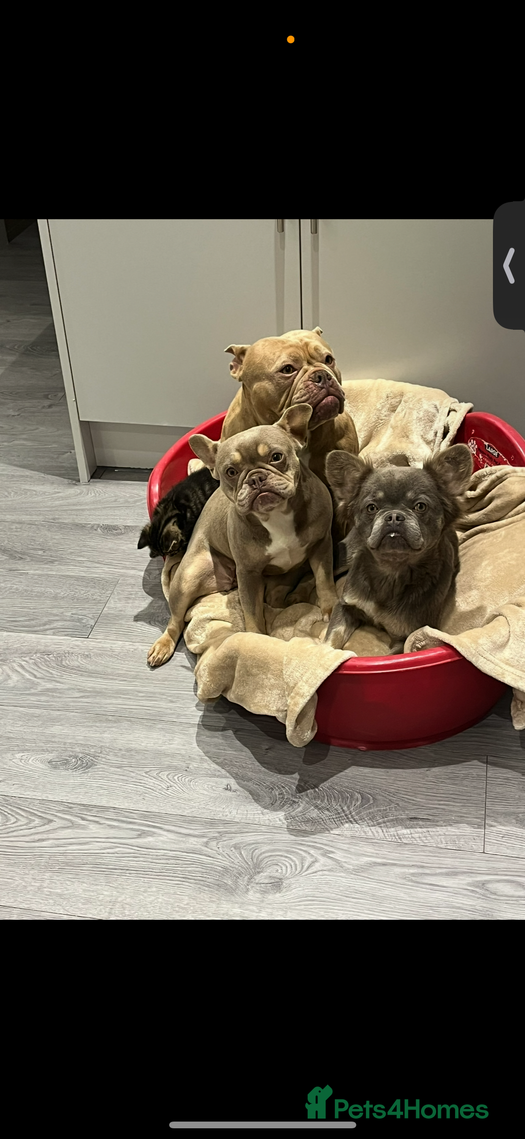 French Bulldog dogs for sale: 💗deliah💗 - Image 4