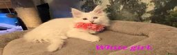 Maine Coon cats for sale: Beautiful Maine coons  in Gateshead - Advert 6