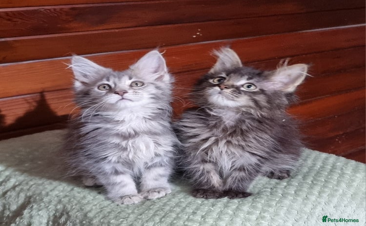 Maine Coon cats - Advert 2