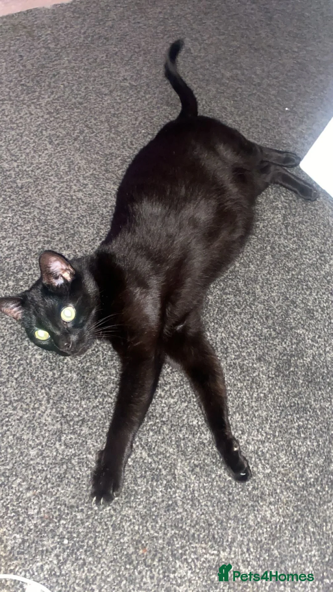 Domestic Shorthair cats for sale: 5yr old male cat  in Walsall - Advert 3