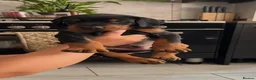 Dobermann dogs for sale: 2 beautiful Doberman males forsale  - Advert 2
