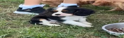 Cavalier King Charles Spaniel dogs for sale: Beautiful Cavalier Puppies Looking for Forever in Ashford - Advert 27