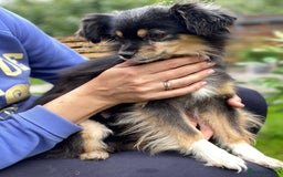 Mixed Breed dogs for adoption: 💖🐶 ELLA 🐶💖 - Image 14