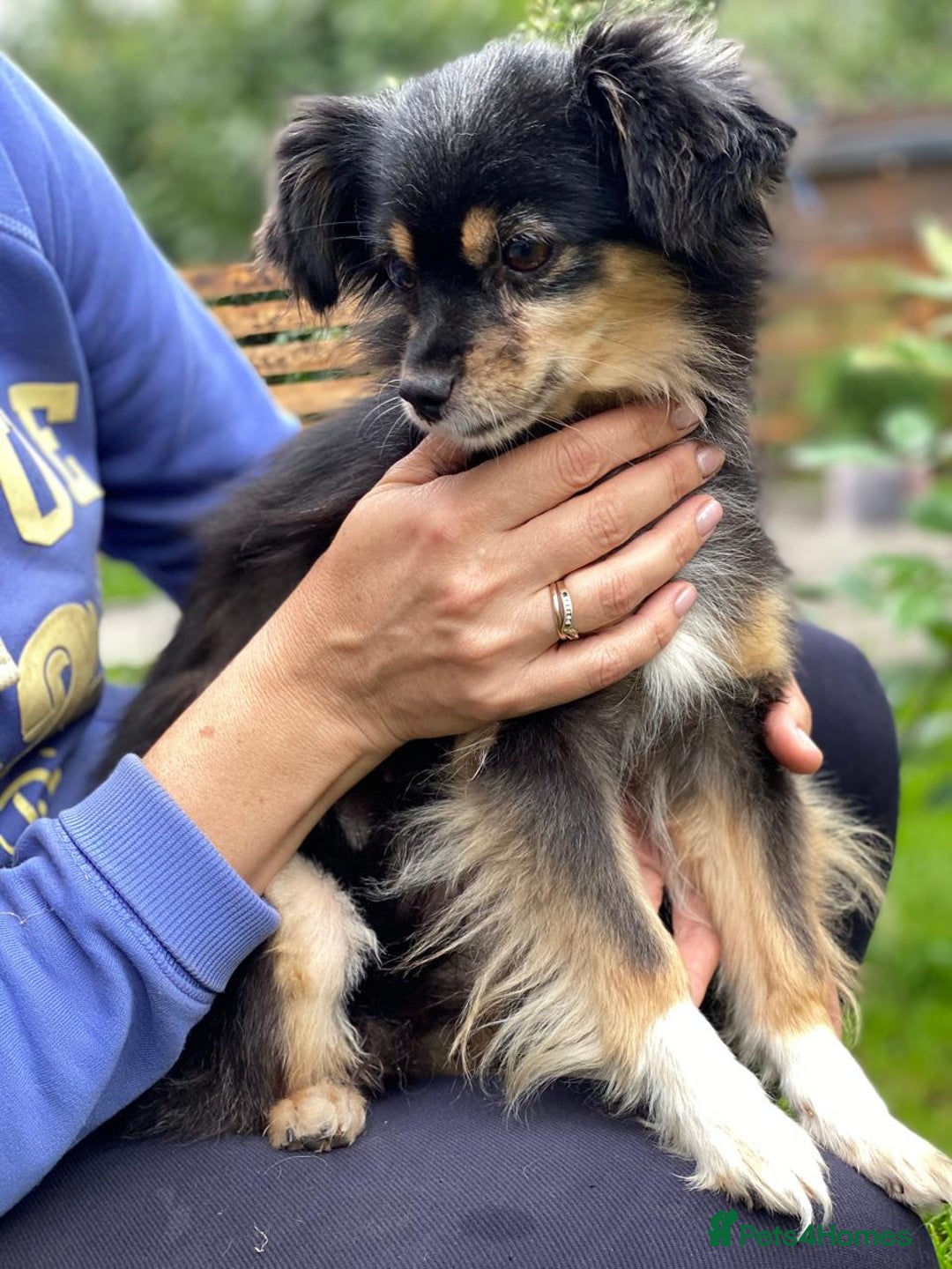 Mixed Breed dogs for adoption: 💖🐶 ELLA 🐶💖 - Image 14
