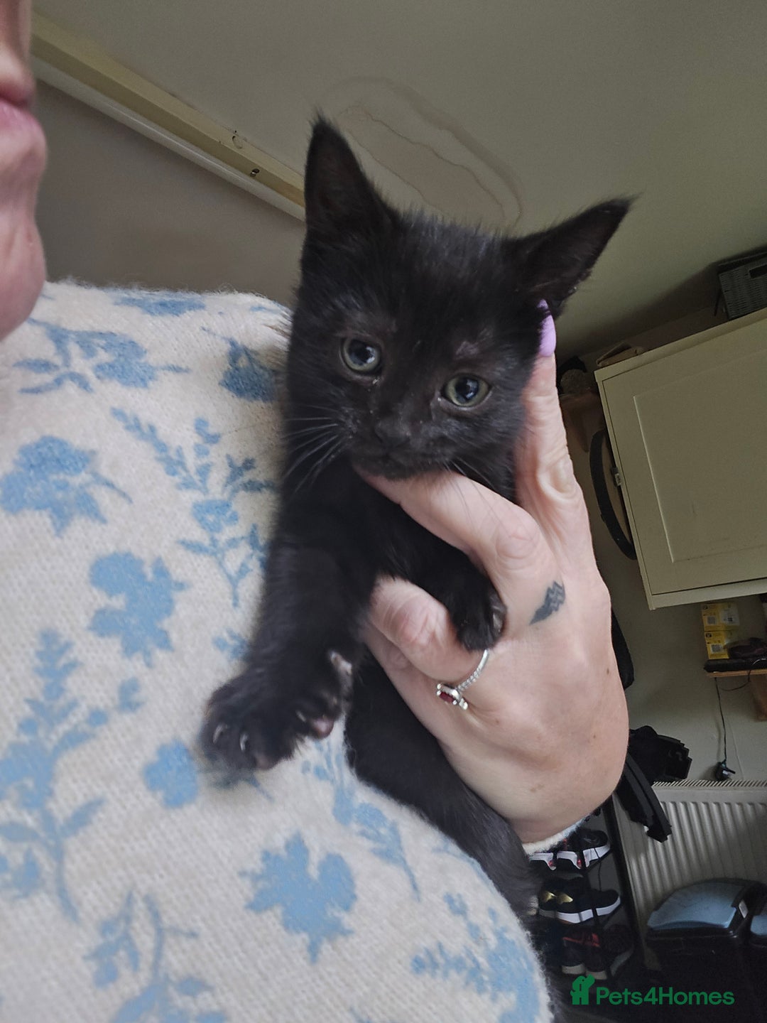 Mixed Breed cats for sale: 3 all black kittens  - Image 5