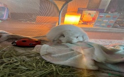 Mini Lop rabbits for sale: 2 x male mini lop - Image 3