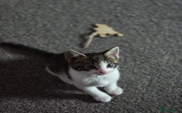 Mixed Breed cats for sale: 2 beautiful male kittens  - Image 5