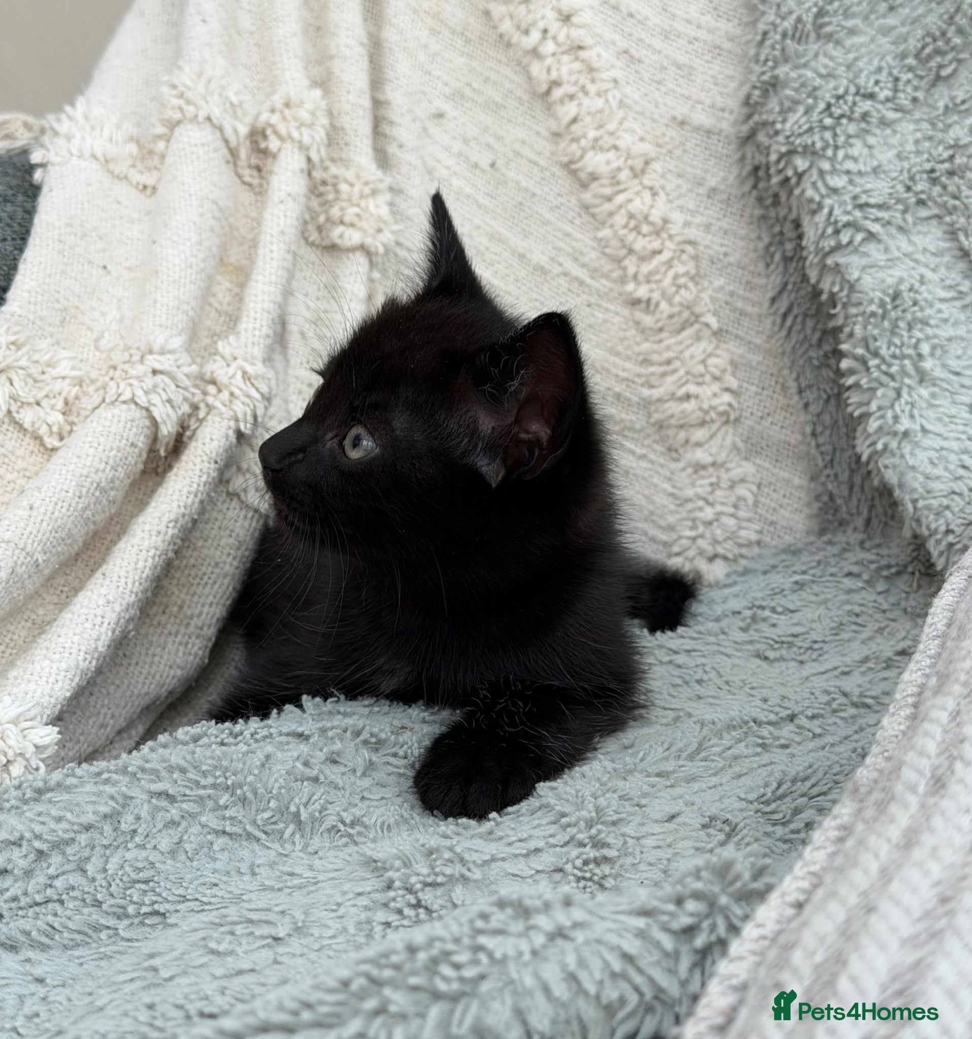 Mixed Breed cats *just one still available to reserve*  - Advert 11