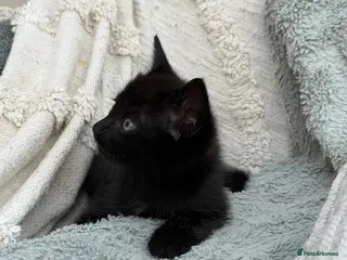 Mixed Breed cats *just one still available to reserve* - Advert 11
