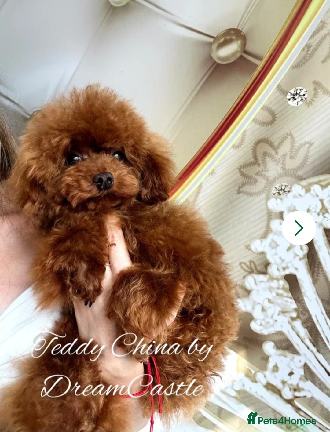Toy Poodle dogs for stud: Red Asian poodle stud  - Advert 3