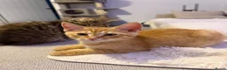 Siberian cats for sale: Beautiful Mix Siberian Kitten - Advert 13