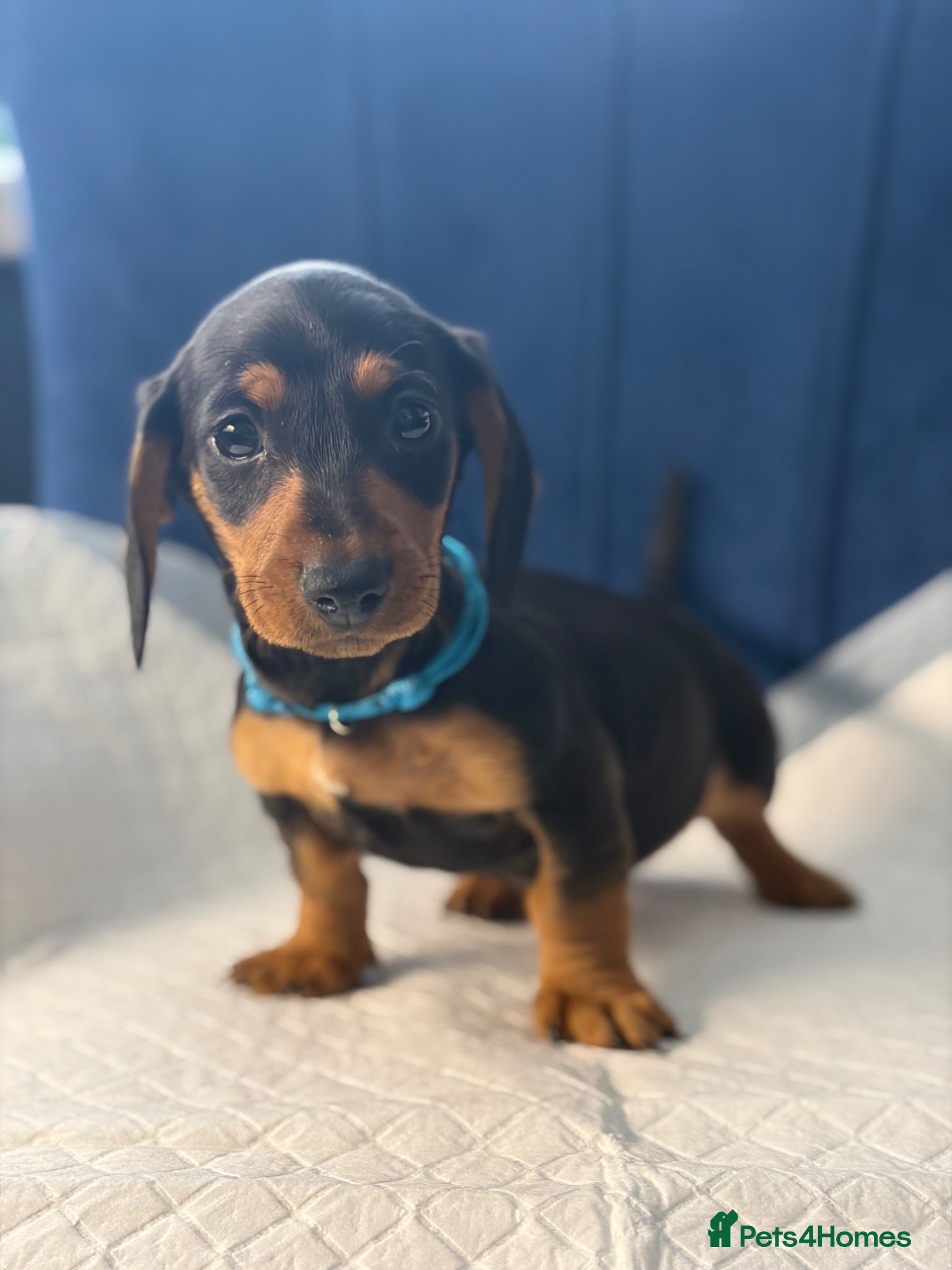 Miniature Dachshund dogs Miniature Dachshunds Ready to Leave  - Advert 15