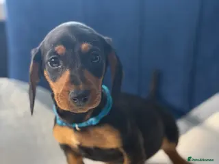 Miniature Dachshund dogs Miniature Dachshunds Ready to Leave - Advert 15