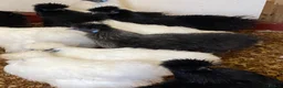 Chickens poultry for sale: Female bantams- Silkies, Polish, Pekins and Booted - Advert 4