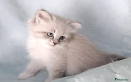 Siberian cats for sale: GCCF Registered Pure Siberian kittens For Sale.   - Image 5