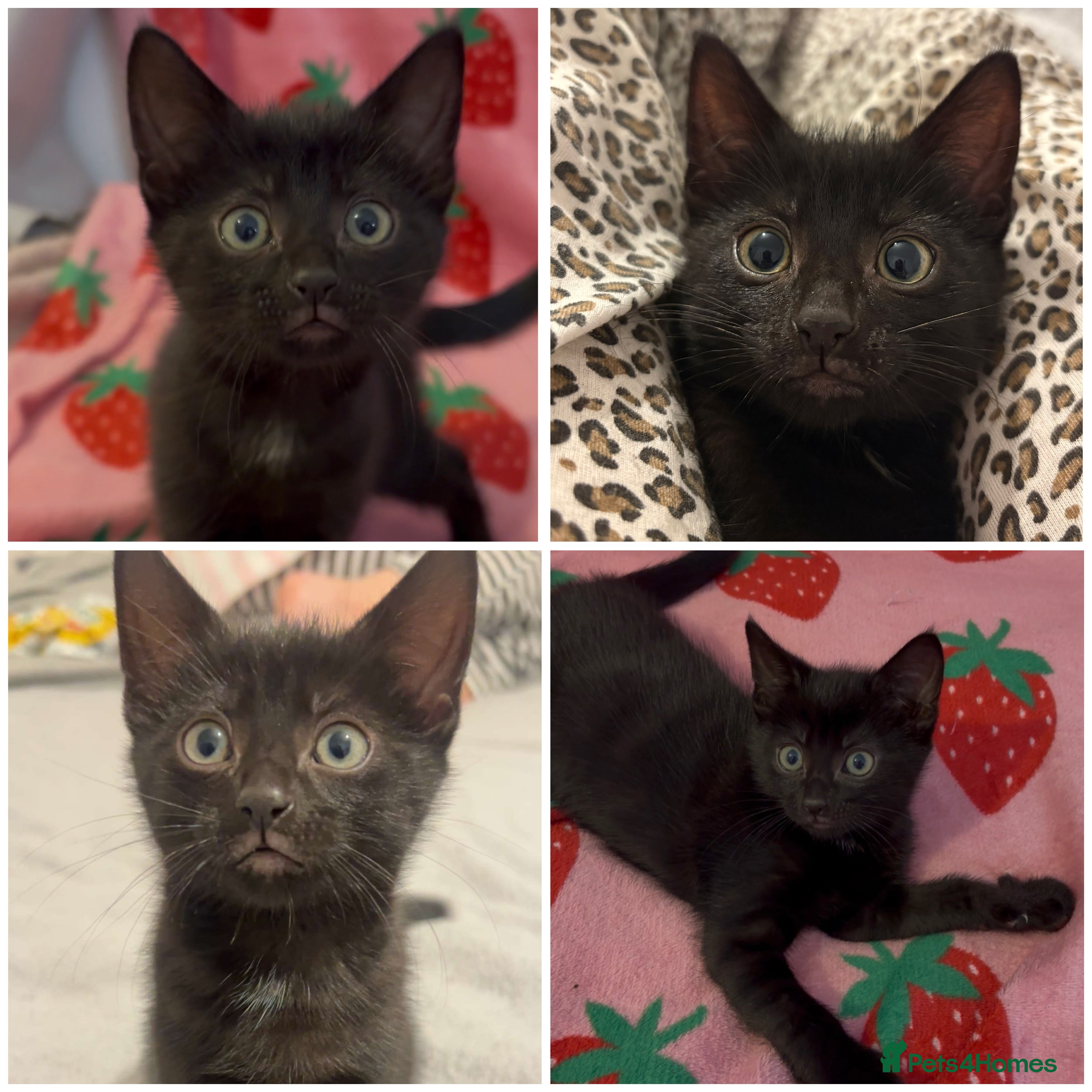 Mixed Breed cats girl kitten ready to go  - Advert 4