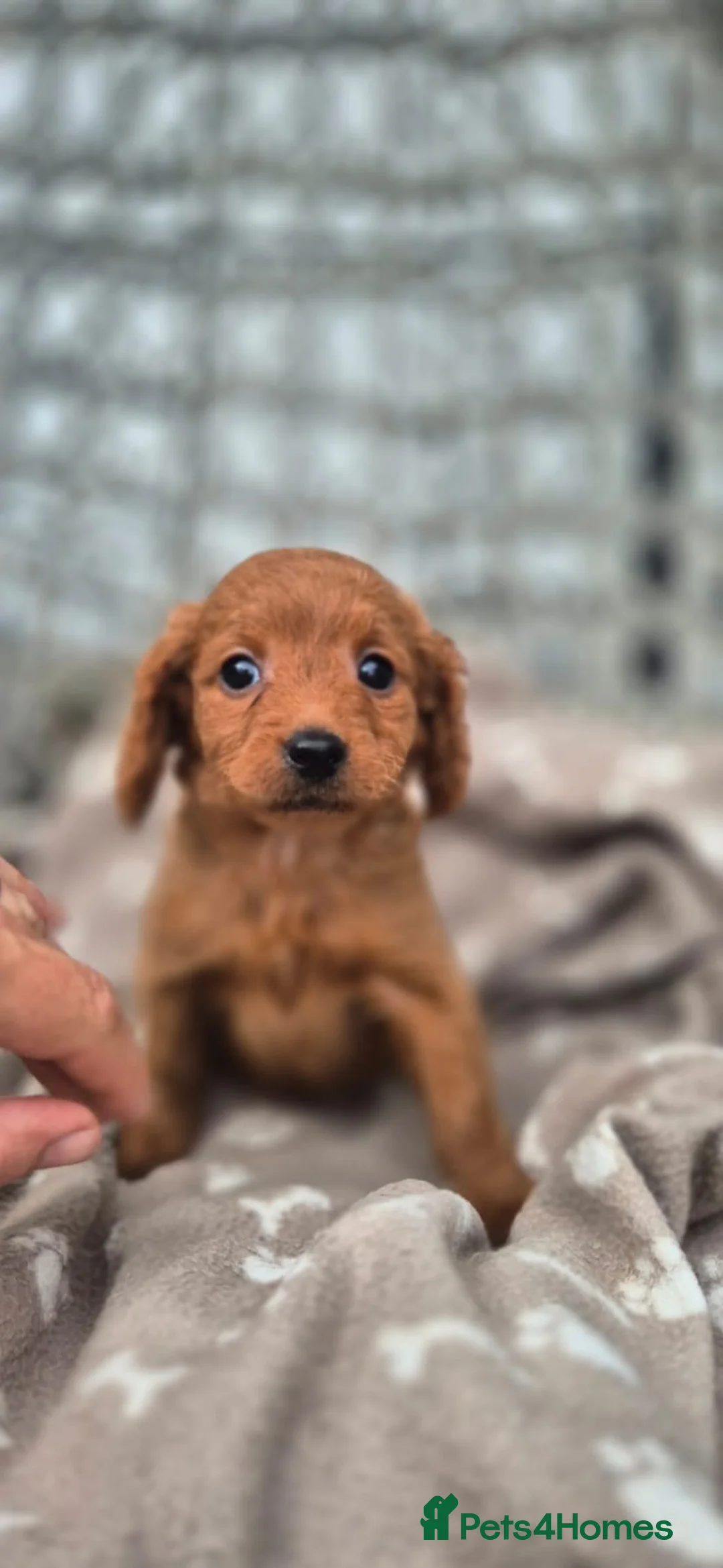 Golden Retriever dogs for sale: Field retriever x miniature poodle  - Advert 18