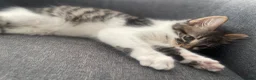 Mixed Breed cats for sale: cute kittens ready for a new home now  - Advert 14