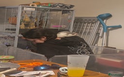 Rat rodents for sale: 2 friendly male rats  - Image 6