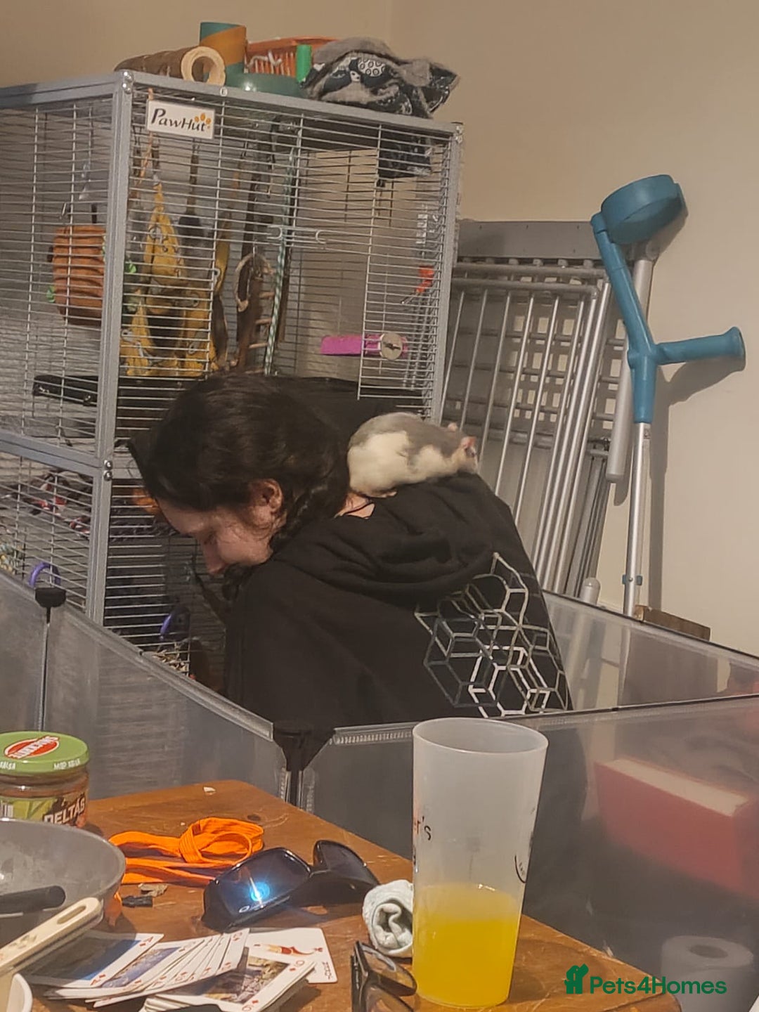 Rat rodents for sale: 2 friendly male rats  - Image 6
