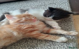 Norwegian Forest Cat cats for sale: Norwegian forest x in Basingstoke - Image 21