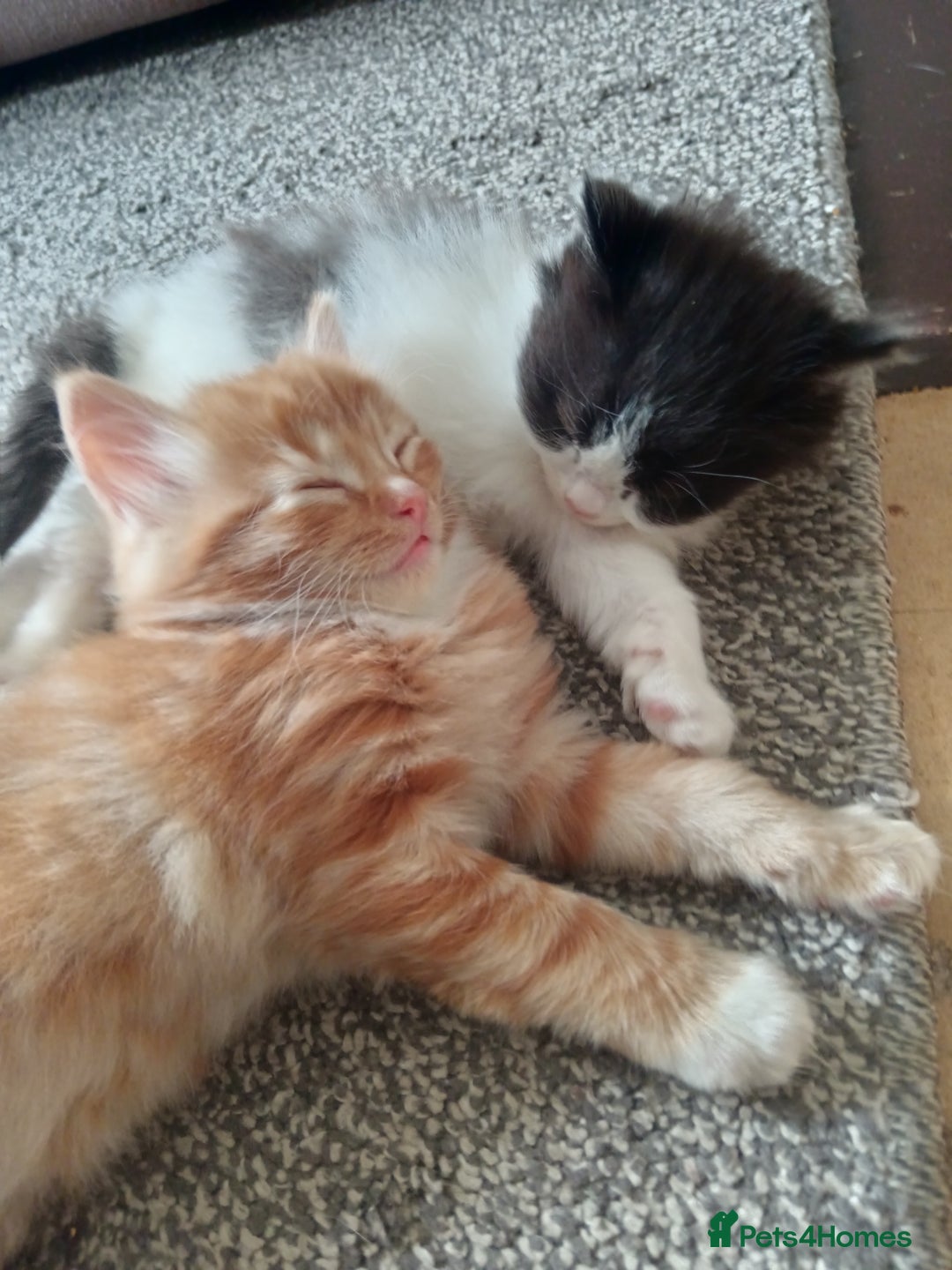 Norwegian Forest Cat cats for sale: Norwegian forest x in Basingstoke - Image 21