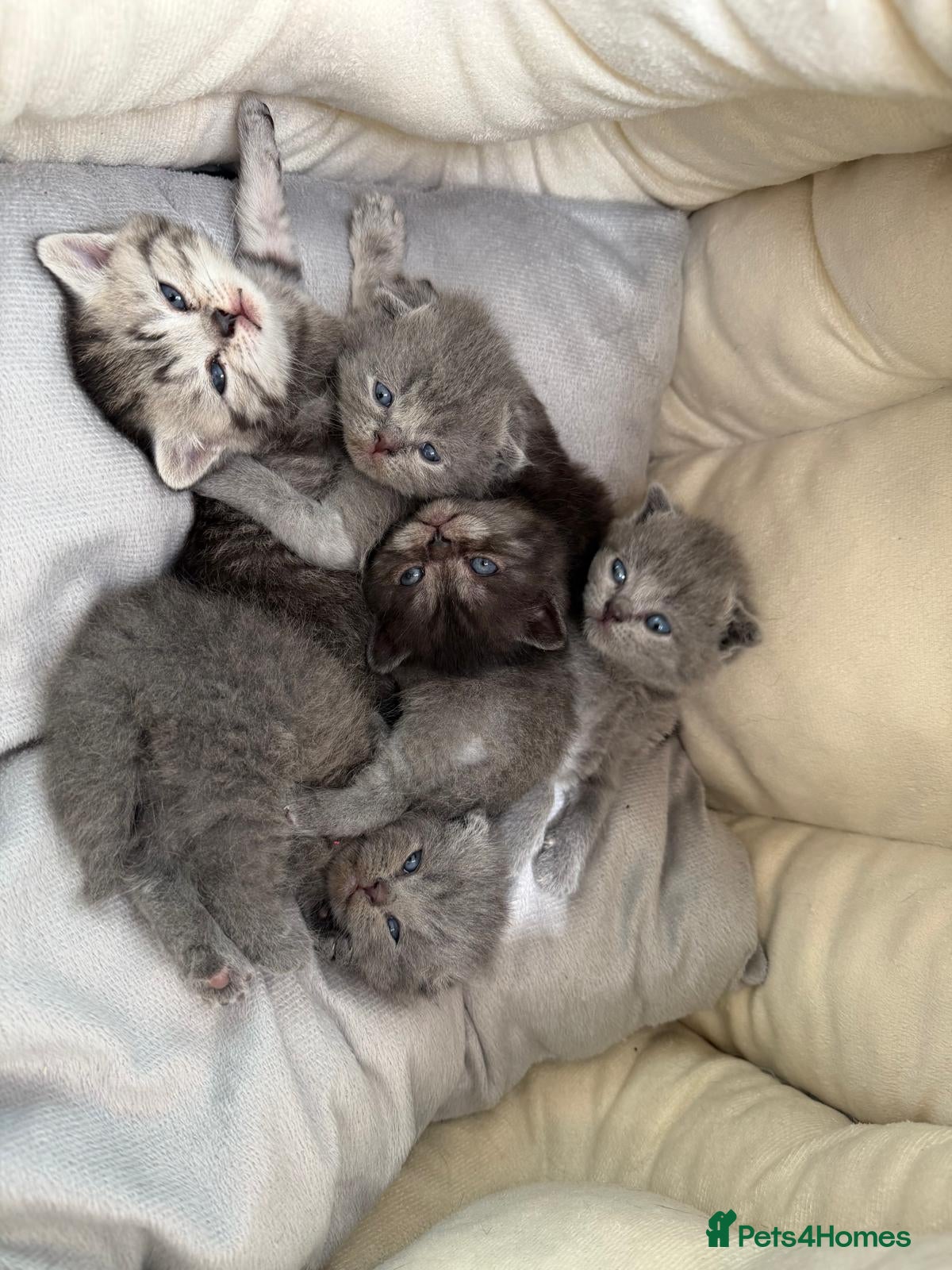 Scottish Fold cats British Shorthair and Scottish Fold kittens - Advert 1