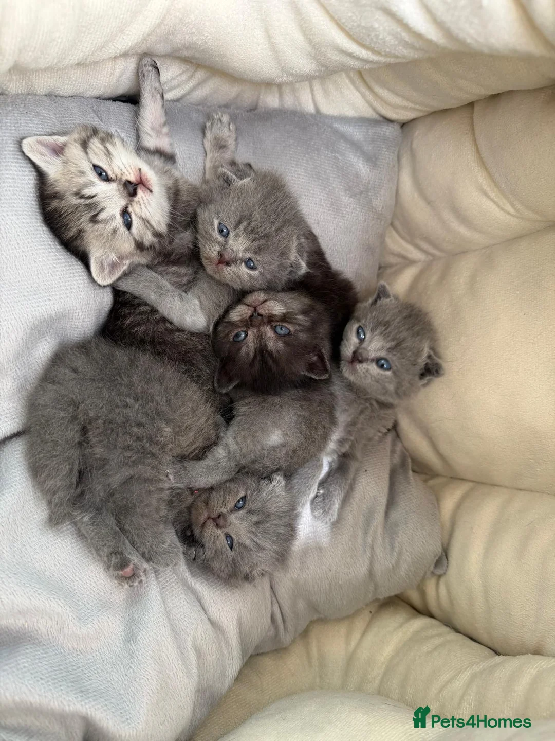 Scottish Fold cats for sale: British Shorthair and Scottish Fold kittens - Advert 1