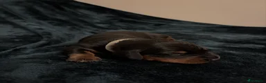 Dachshund 4