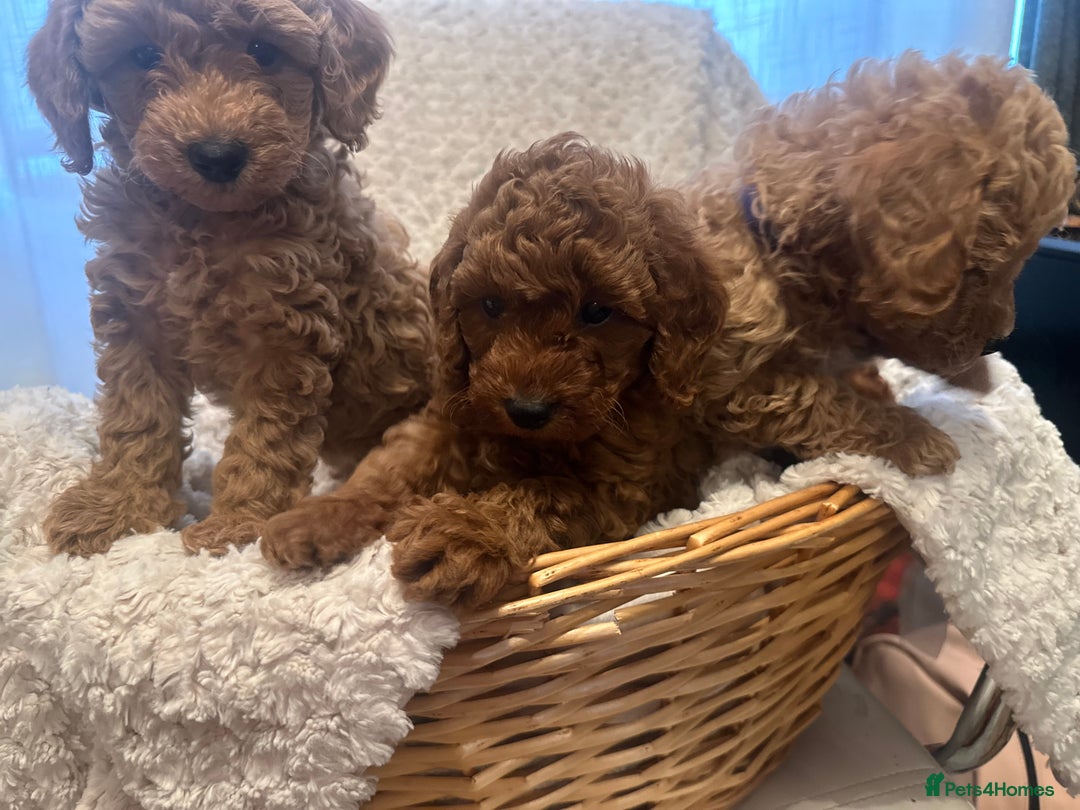 Toy Poodle dogs for sale: 🤎Toy poodles🤎 - Image 18