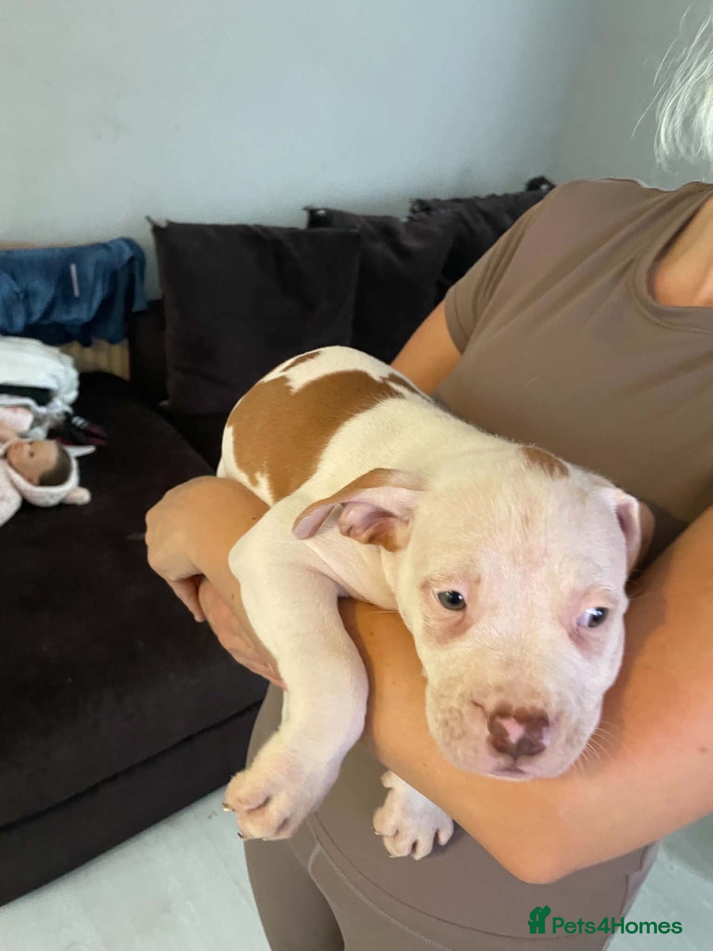 American Bulldog dogs American bulldog puppies  - Advert 6