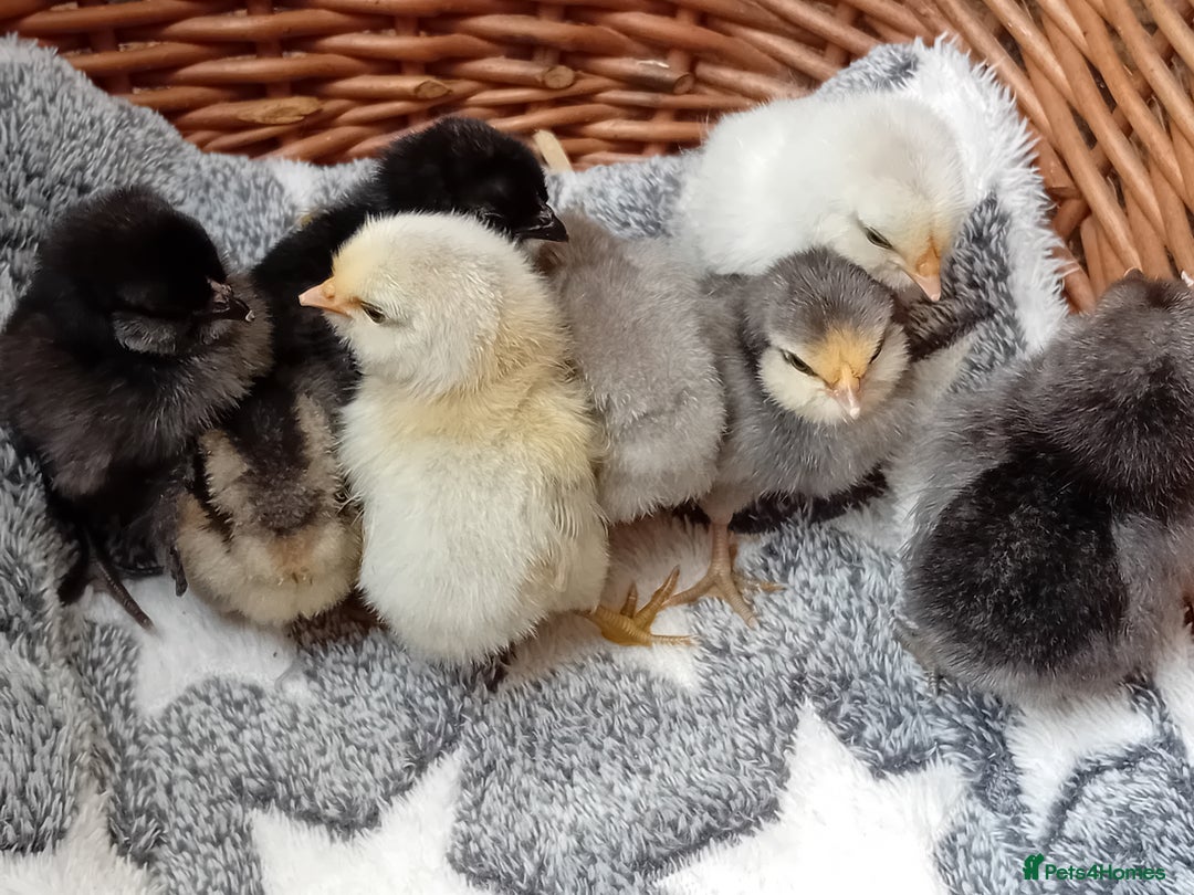 Chickens poultry for sale: Sweet Little Barbu d’Anvers Chicks Now Available - Image 4