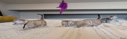 Bengal cats for sale: 🖤🩶🤍 Stunning Bengal Kittens 🤍🩶🖤 - Advert 11