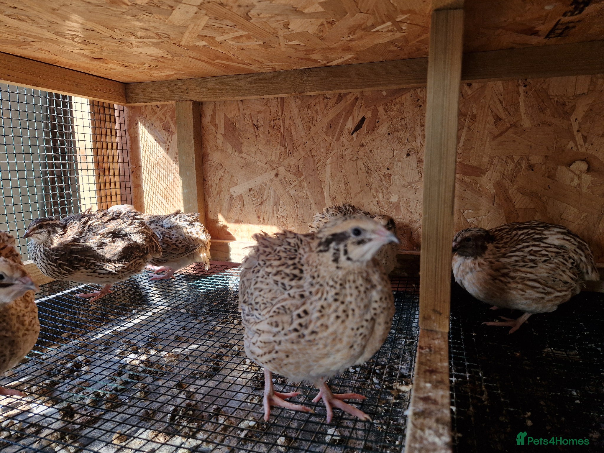 Quail poultry Jumbo Quail eggs - Fertile  - Advert 2