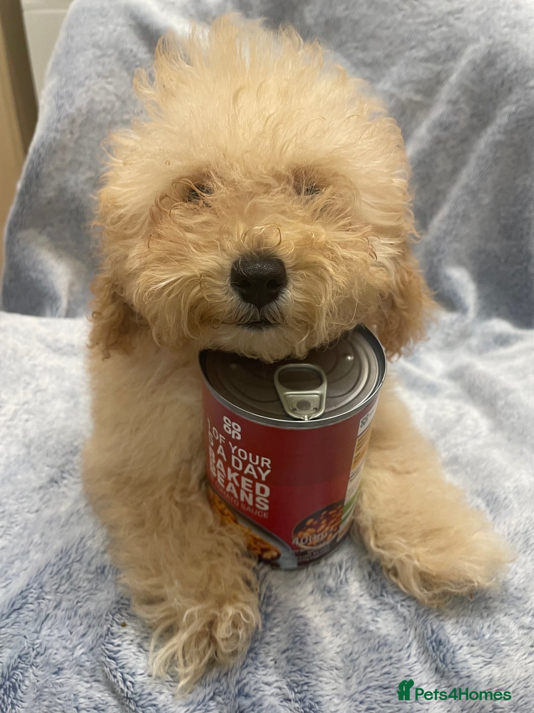 Toy Poodle dogs for sale: Stunning tiny toy poodles  - Advert 7