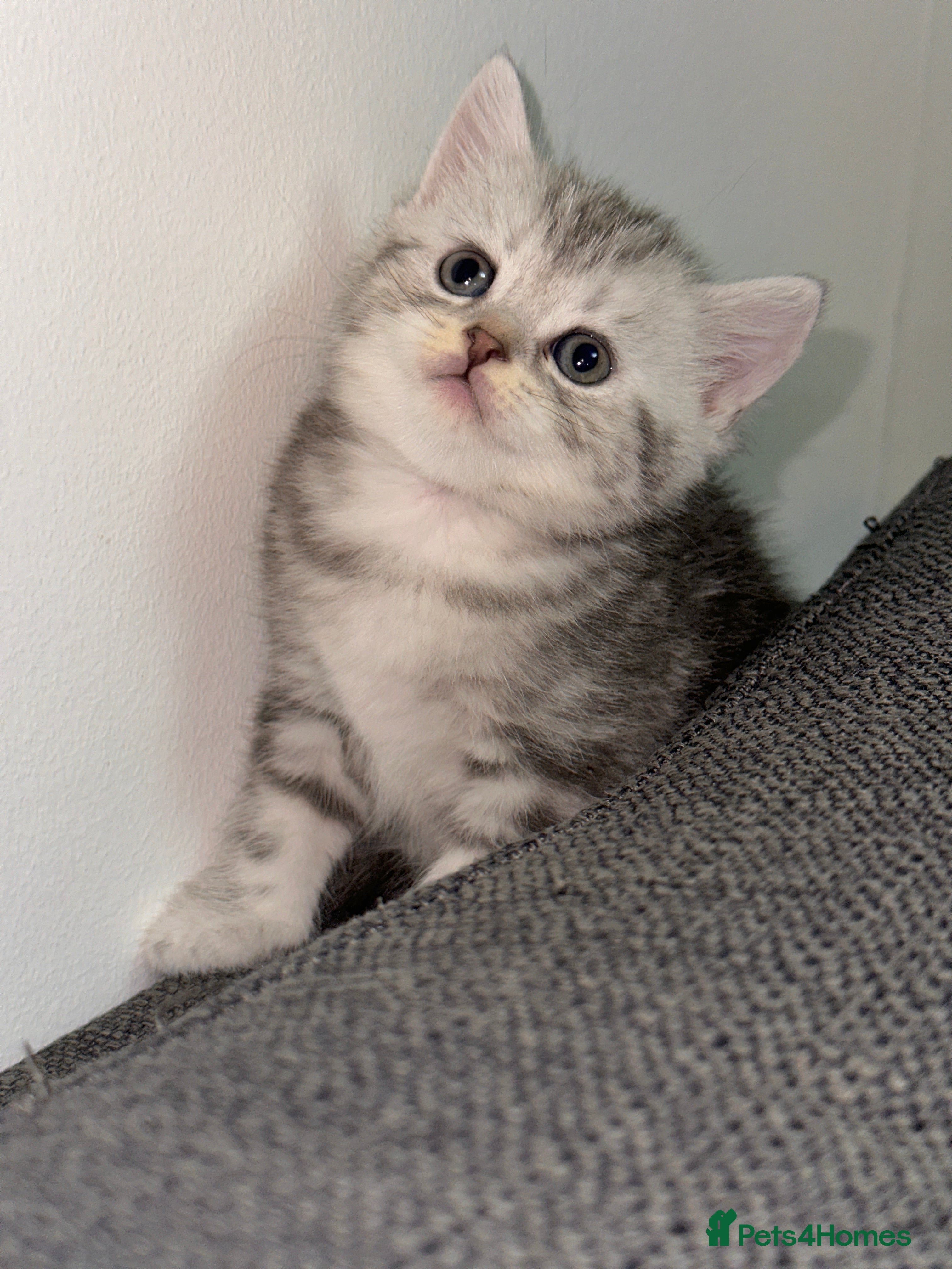 British Shorthair cats BRITISH SHORTHAIR KITTENS - Advert 3