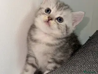 British Shorthair cats BRITISH SHORTHAIR KITTENS - Advert 2