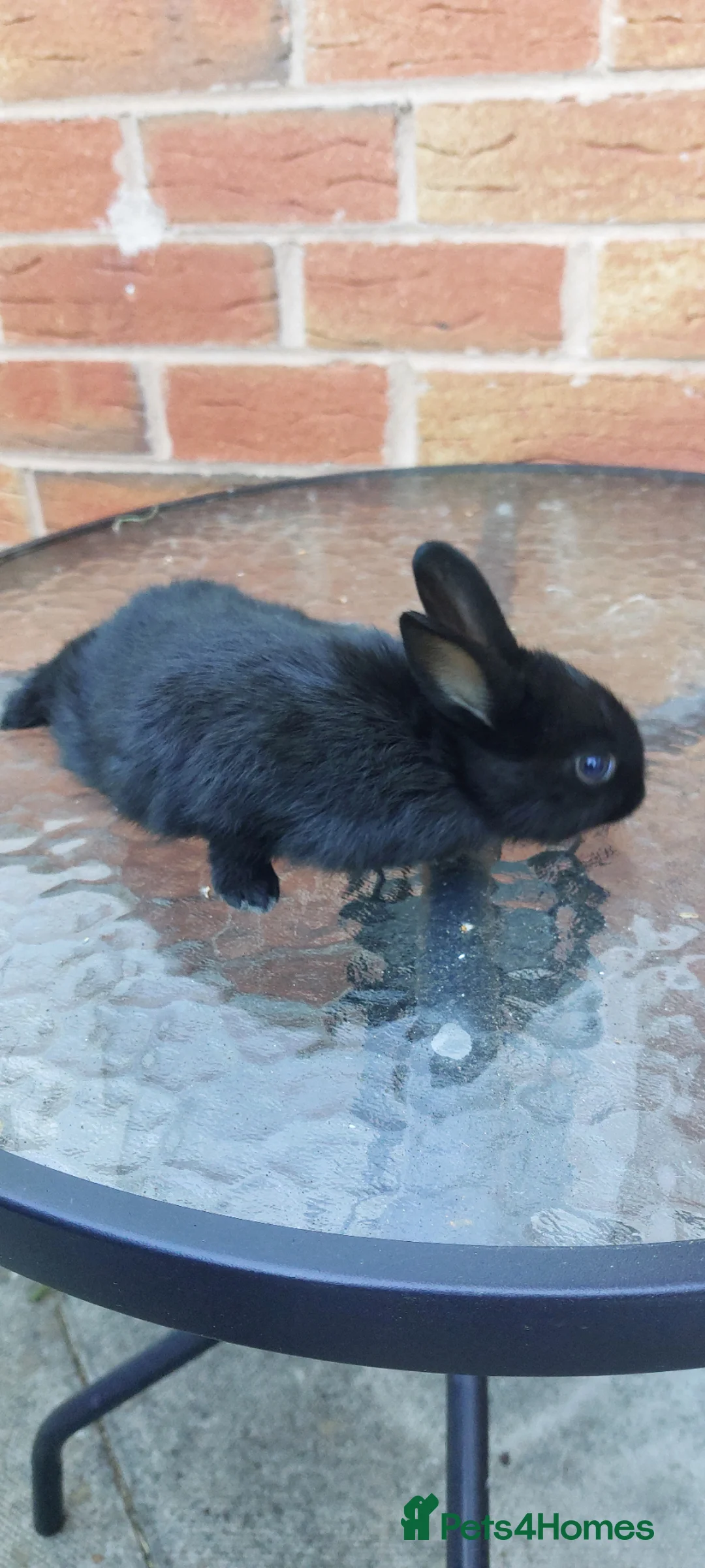 Mixed Breed rabbits for sale: Wonderful bunnies. - Advert 2