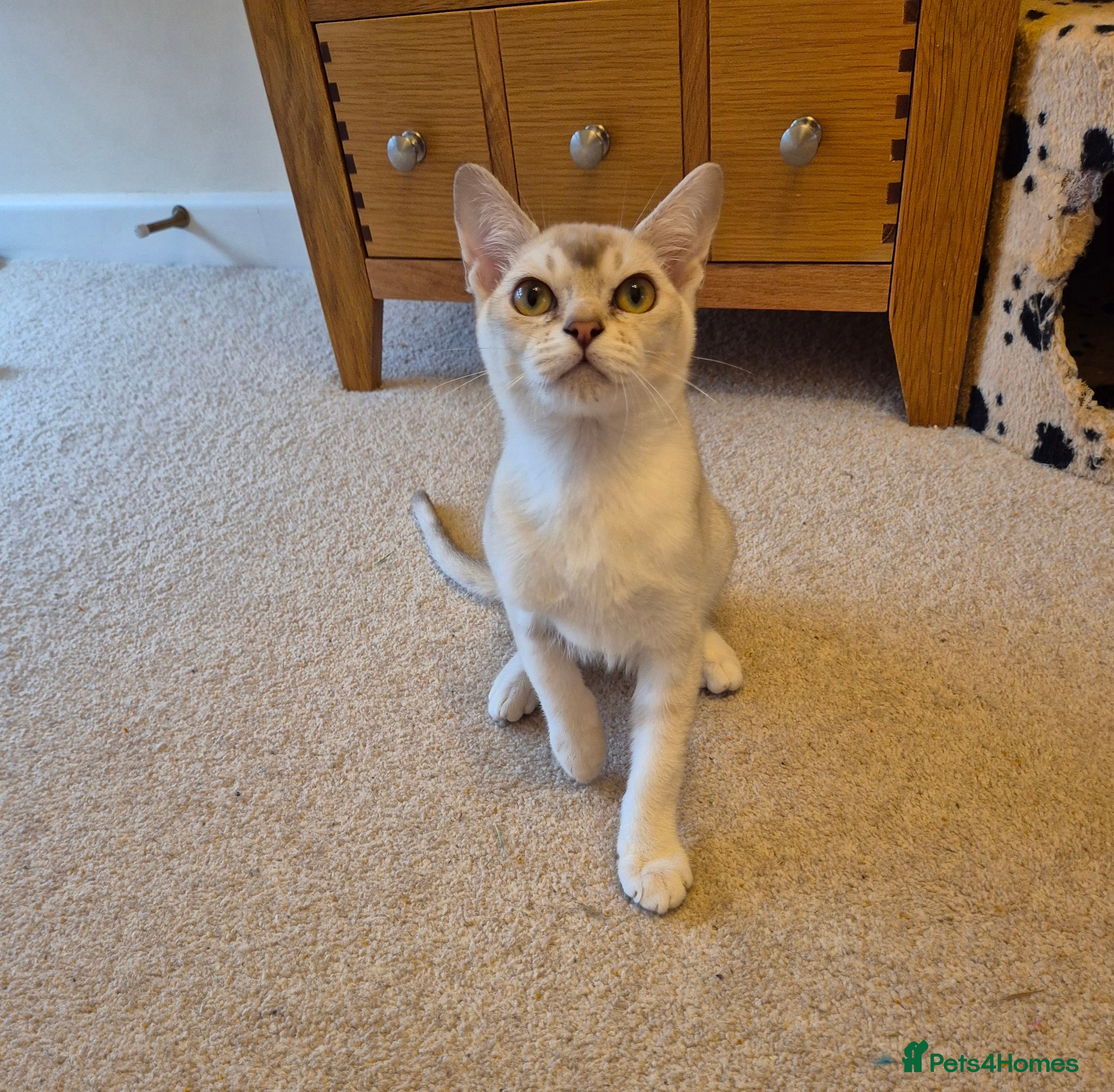 Burmilla cats Pedigree Burmilla Kittens - Advert 1