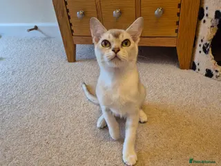 Burmilla cats for sale: Pedigree Burmilla Kittens - Advert 2