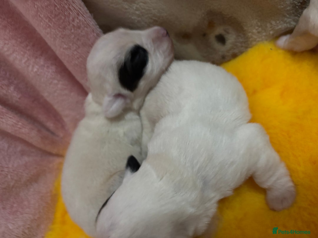 Sealyham Terrier dogs for sale: Sealyham Terrier Puppies  - Advert 4