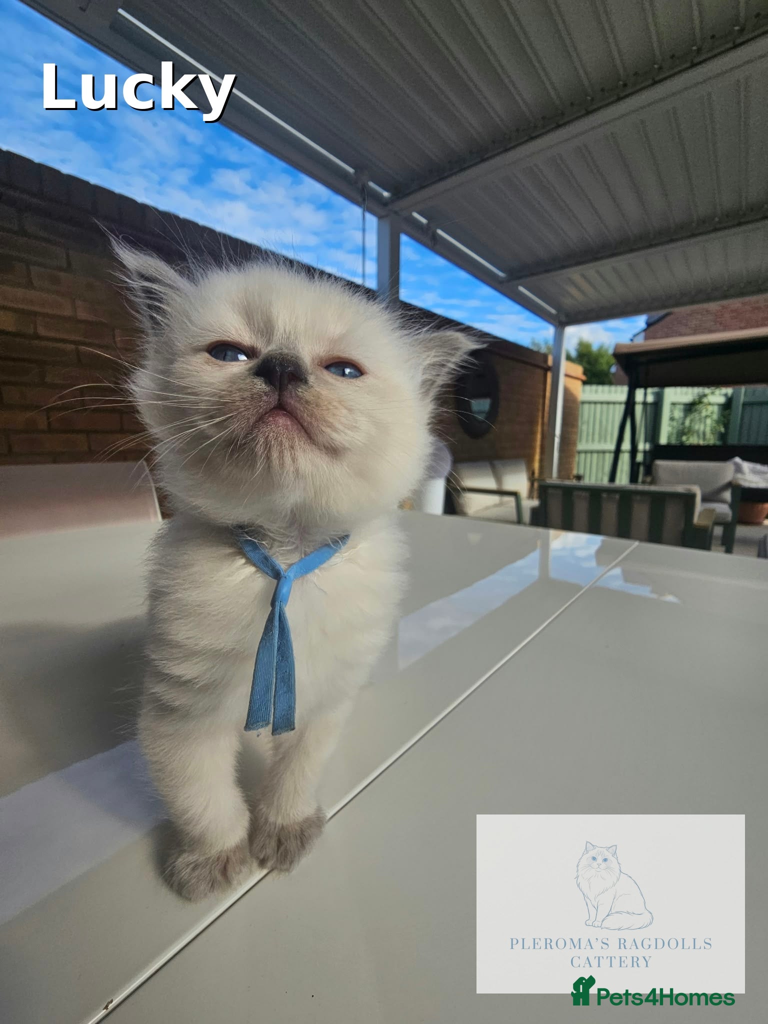 Ragdoll cats Champion Line Purebred Blue Point Mitted Ragdolls - Advert 2