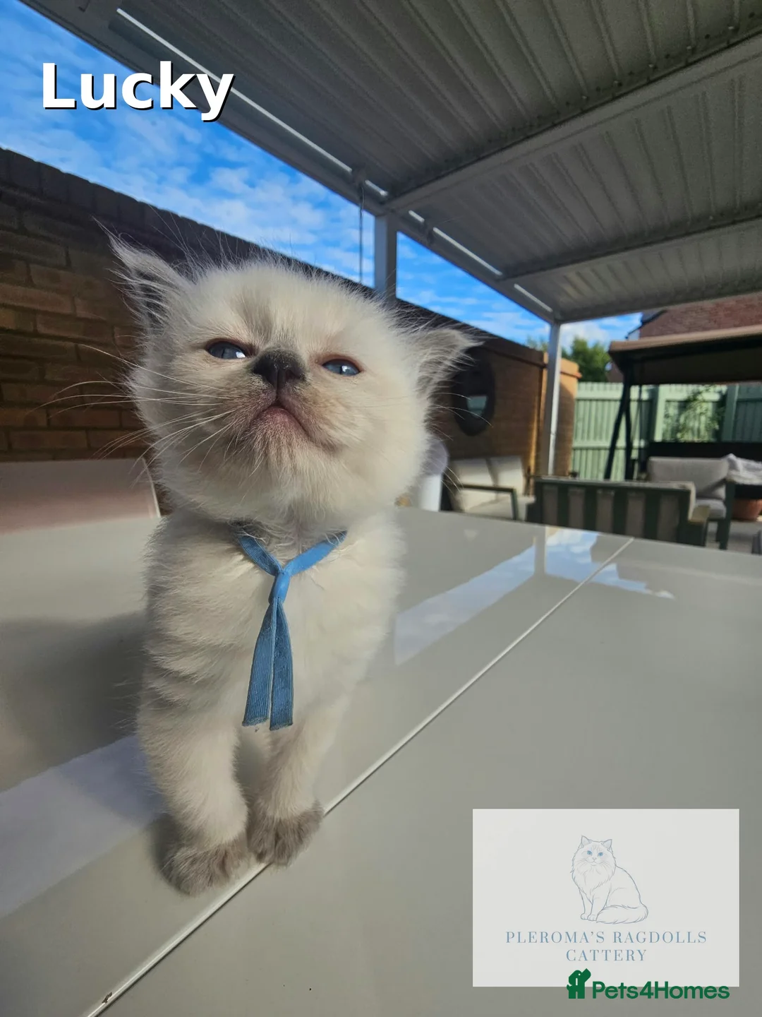 Ragdoll cats for sale: Champion Line Purebred Blue Point Mitted Ragdolls - Advert 2