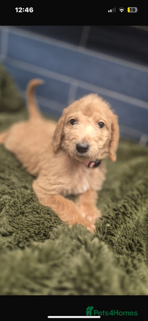 Labradoodle dogs - Advert 1